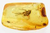 Detailed Fossil Long-Legged Fly (Dolichopodidae) in Baltic Amber #352743-1